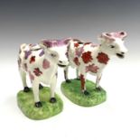 A Staffordshire pottery cow creamer, early 19th century, with sponged pink lustre and iron red