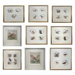 J H Cliffe (1807-1856) watercolours ornithological studies of birds together with two other