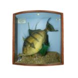 A cased taxidermy display of a Trigger fish (Grey Trigger) Balistes Carolinensis, all landed at