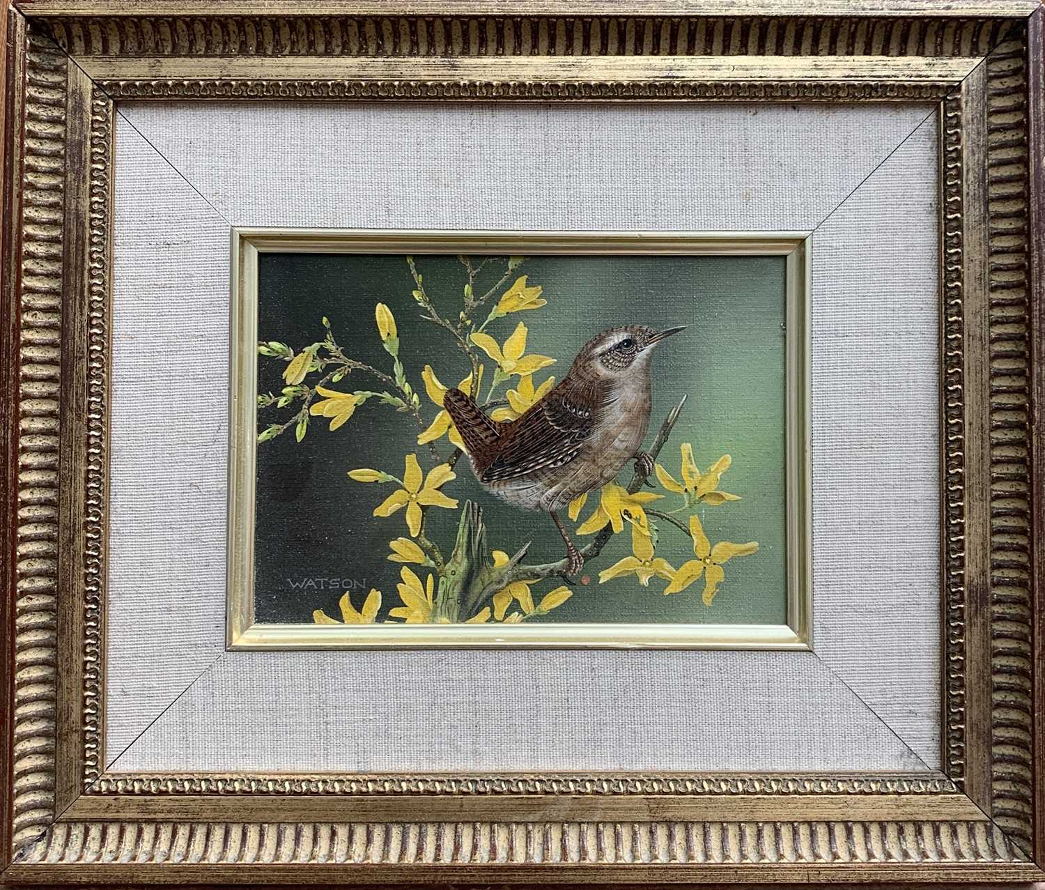 Christopher WATSON Wren on Forsythia Oil on canvas Signed, further signed and inscribed verso 12 x