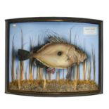 A cased taxidermy display of a John Dory Zeus Faber, in a front case, height 31cm width 43cm depth