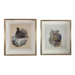 Richard WHITTLESTONE (1963) A Pheasant and a Grouse each in natural habitat A pair of watercolours