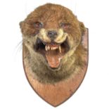 A taxidermy fox mask, with a snarling expression, mounted on an oak shield, labelled for 'Edw