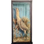 Taxidermy, a late 19th/early 20th century study of a bittern, cased, height 87cm, width 41cm,