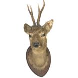 Taxidermy, a stuffed deer's head mounted on an oak shield, early 20th century, height 58cm, width