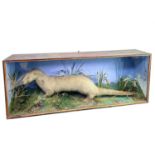 A late 19th/early 20th century taxidermy study of an otter in a naturalistic setting, in glazed
