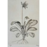 F GHEYS? Cowslip limited edition etching No'd 40/45 together with another limited edition etching by