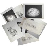 TARA Nine exotic etchings Each signed The smaller ones 10x26cm plate size