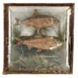 A Victorian cased taxidermy pair of freshwater fish, probably Bream.