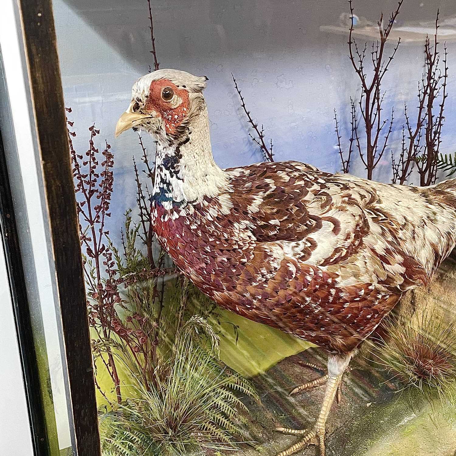 A cased taxidermy pheasant, early 20th century. - Image 2 of 4