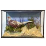 A cased taxidermy pheasant, early 20th century.