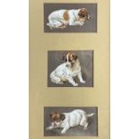 CANINE INTEREST: A Jack Russell triptych in various poses composed in a single frame Watercolour