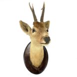 An early 20th century taxidermy deer head on an oak oval mount.