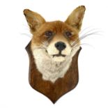 An early 20th century taxidermy fox head on an oak shield.