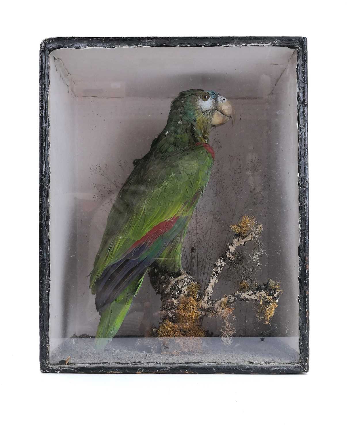 A late 19th century taxidermy study of a parrot in a glazed display case.