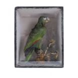 A late 19th century taxidermy study of a parrot in a glazed display case.