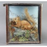 A Victorian stuffed and mounted red squirrel in natural surroundings, cased 36cm h x 30cm w x 13cm d