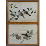 A pair of 19th Century Chinese rice paper paintings, studies of birds 18cm x 27cmBoth are stained, 1
