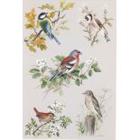 Paul Alexander Nicholas (1943), watercolour signed in pencil, garden birds - Great Tit, Goldfinch,