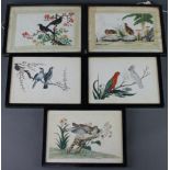19th Century Chinese watercolours on rice paper, five studies of exotic birds 13cm x 19cm together