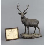 After Tom Mackie for Heredities Ltd, a limited edition bronzed figure of a standing stag 330/500