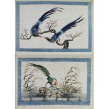 Two 19th Century Chinese watercolours on rice paper, studies of birds contained in limed oak