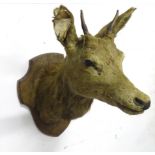 Taxidermy : A Continental head mount of a red deer. Protruding approx. 26 1/2" Please Note - we do