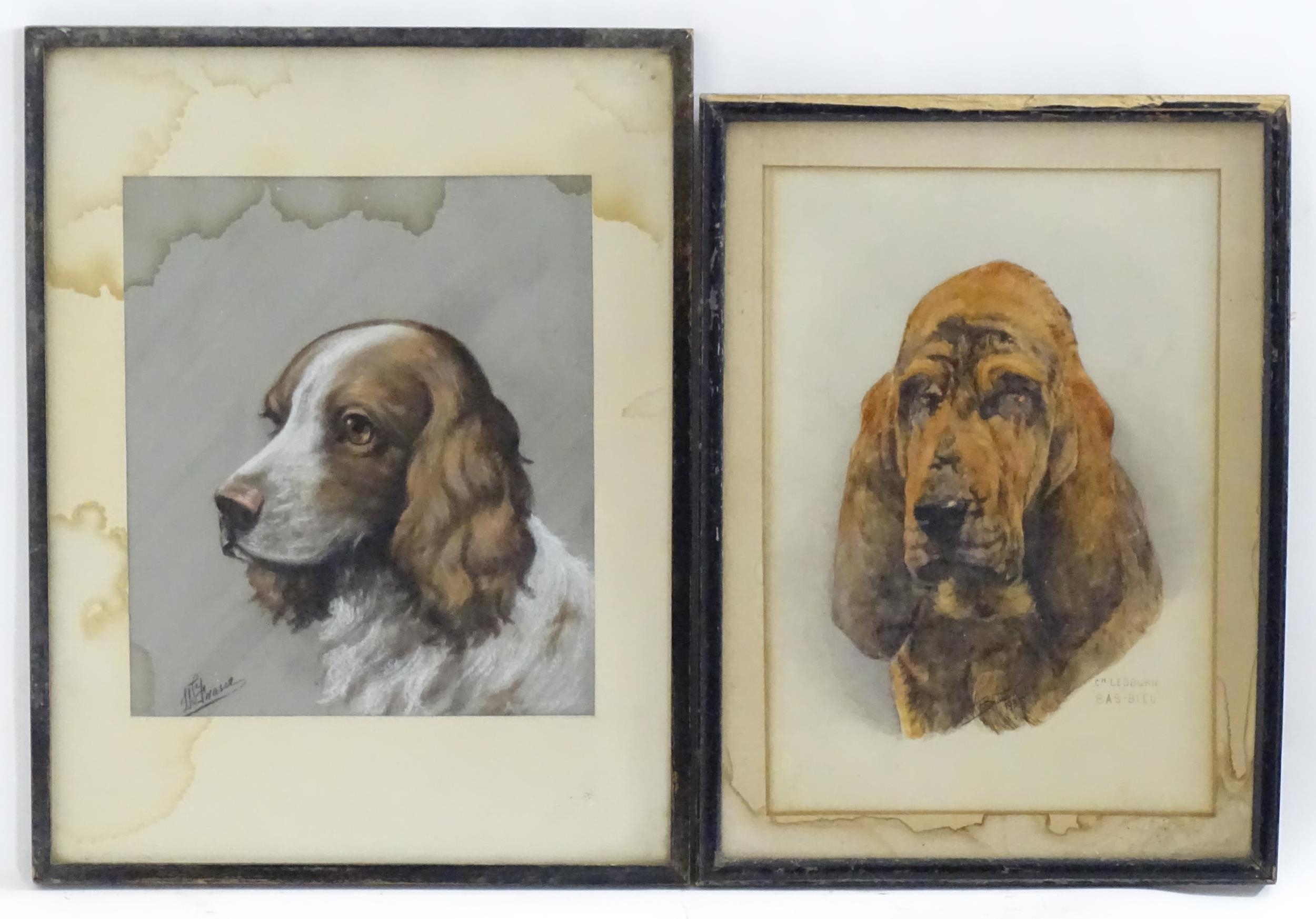 Bernard Colls, 20th century, Watercolour, Ch. Ledburn Bas-Bleu, A portrait of a Bloodhound dog.