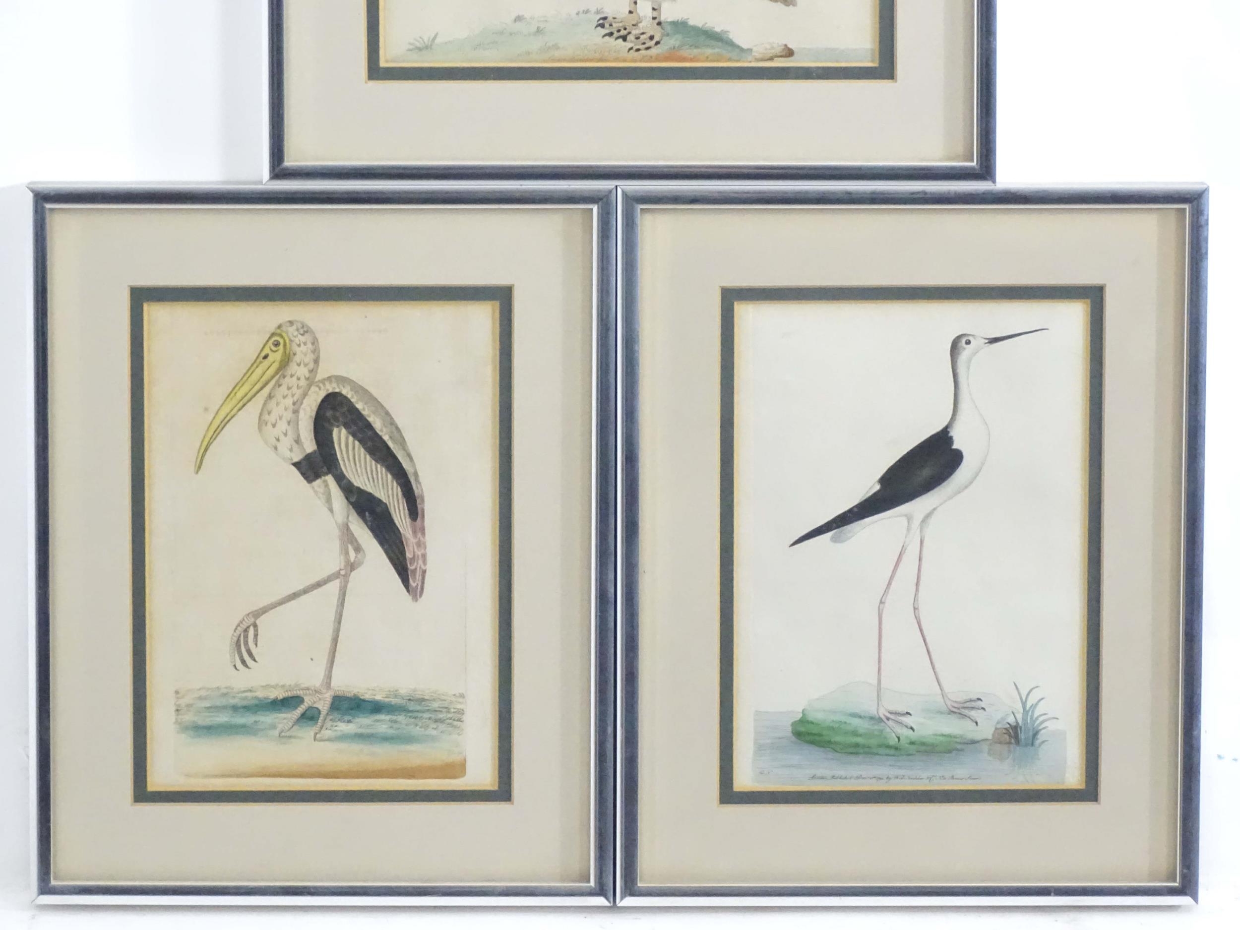 Late 18th / early 19th century, Hand coloured ornithological engravings, Merian duck, Ibis, and - Image 3 of 5