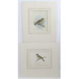 Eric Gorton, 20th century, Ornithological School, Watercolour, gouache and ink, Two studies of birds