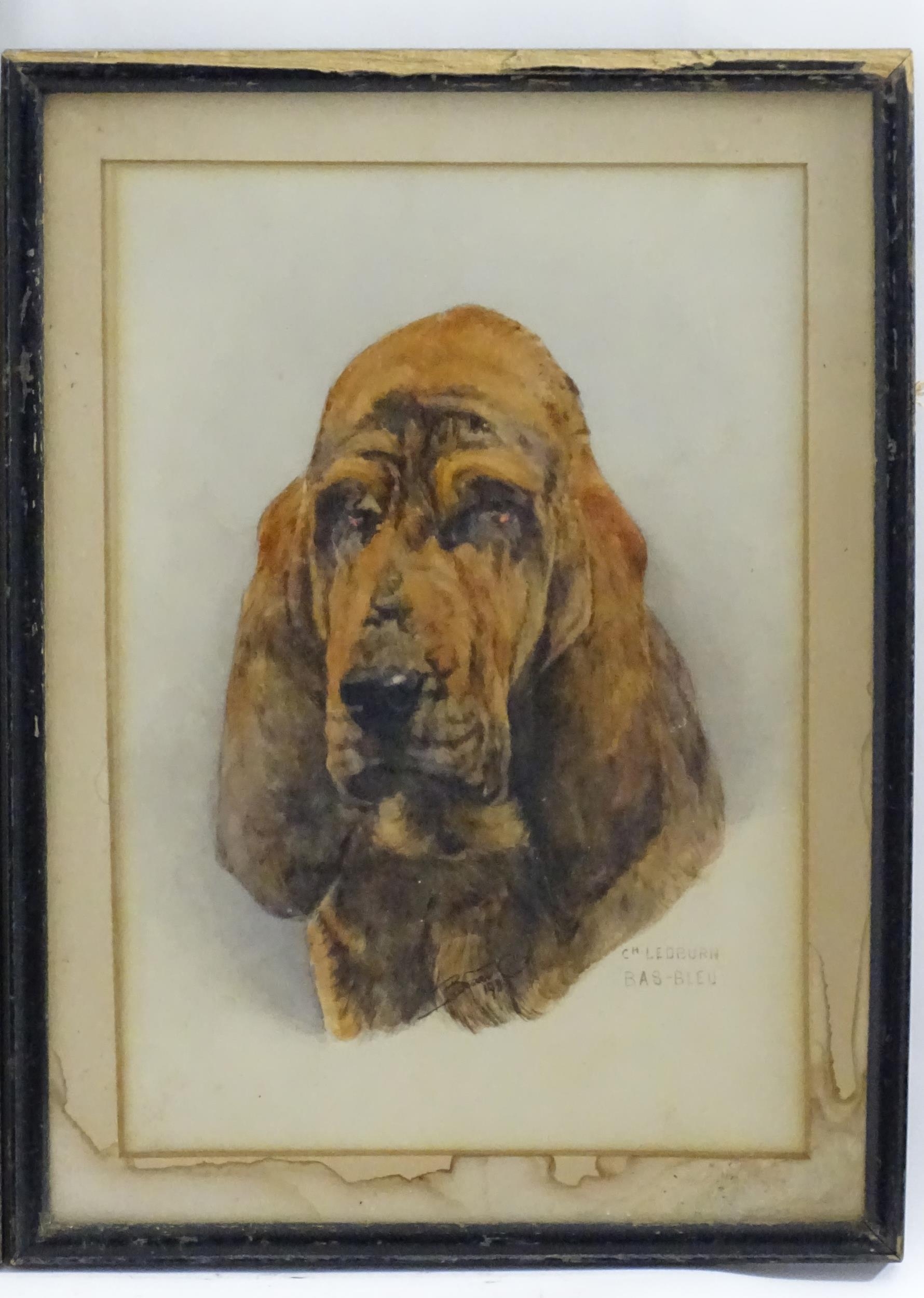 Bernard Colls, 20th century, Watercolour, Ch. Ledburn Bas-Bleu, A portrait of a Bloodhound dog. - Image 3 of 6