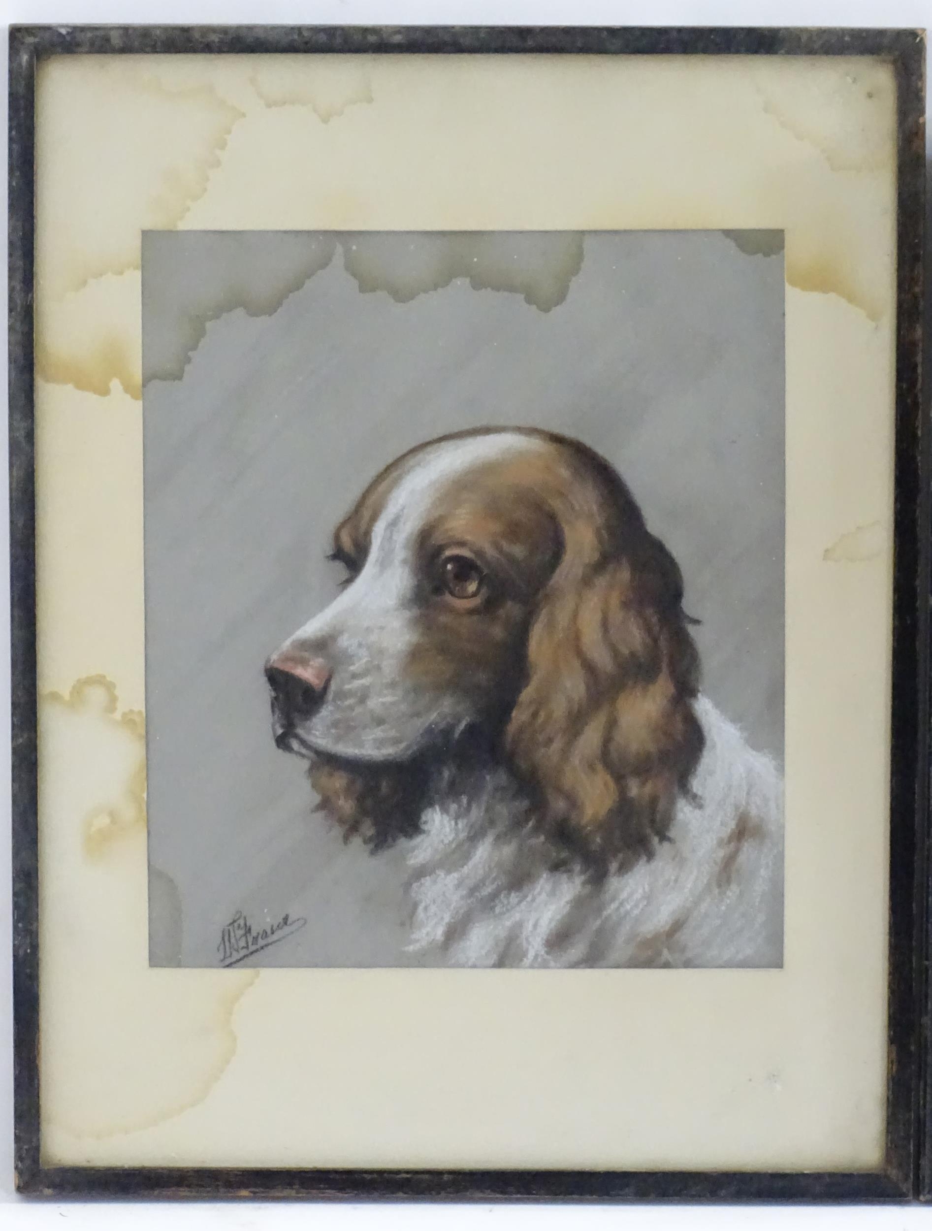 Bernard Colls, 20th century, Watercolour, Ch. Ledburn Bas-Bleu, A portrait of a Bloodhound dog. - Image 4 of 6