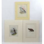 Eric Gorton, 20th century, Ornithological School, Watercolour, gouache and ink, Three studies of