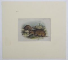 Eric Gorton, 20th century, Watercolour and ink, Orkney vole, A study of voles on a river bank.