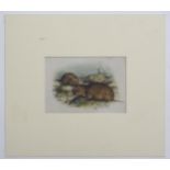 Eric Gorton, 20th century, Watercolour and ink, Orkney vole, A study of voles on a river bank.