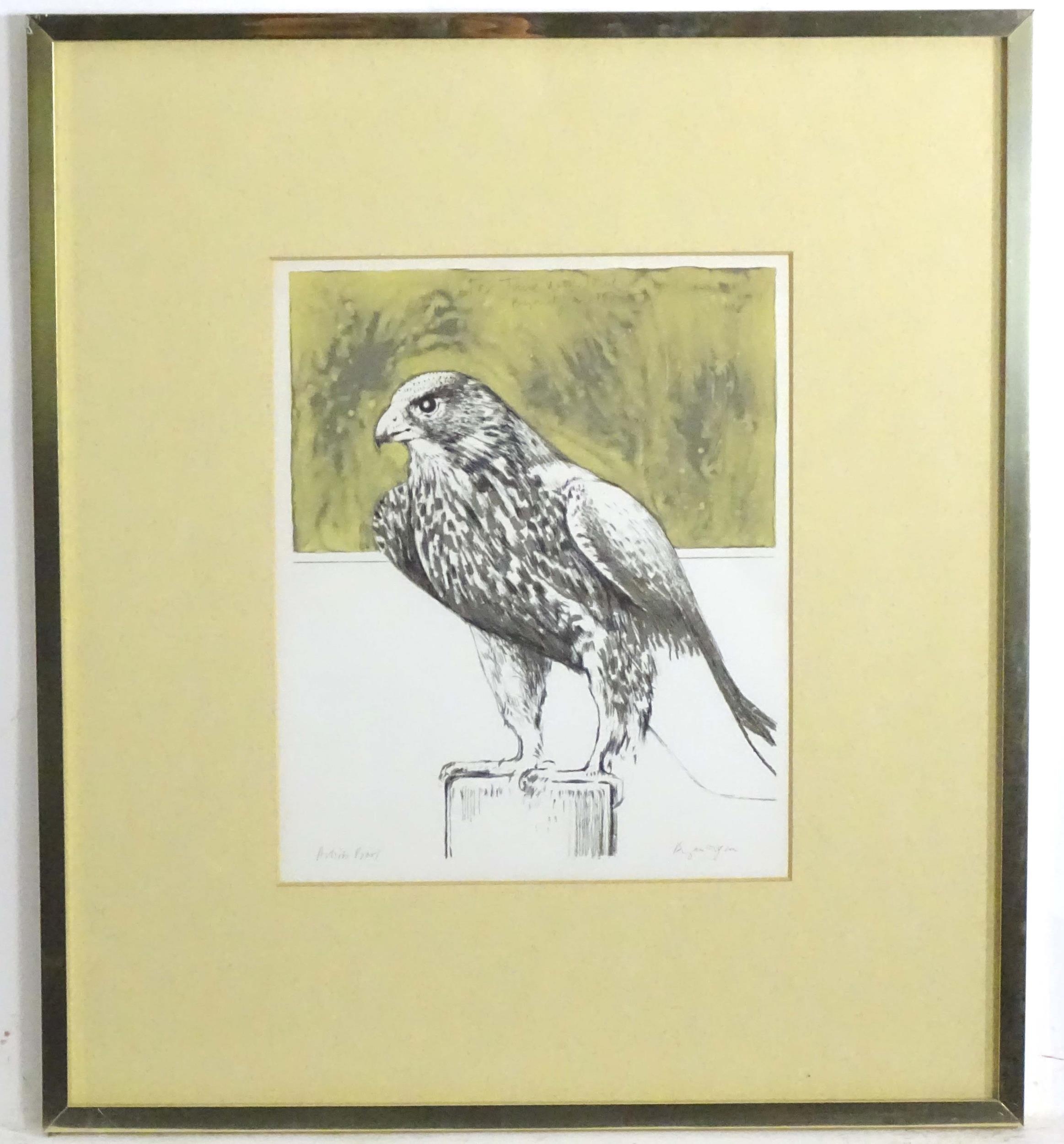 Bryan Organ (b. 1935), Limited edition lithograph / artist's proof, Hawk. Signed in pencil under and