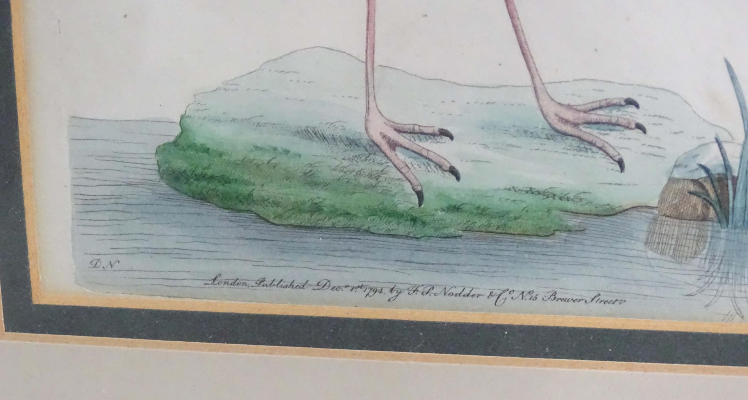 Late 18th / early 19th century, Hand coloured ornithological engravings, Merian duck, Ibis, and - Image 5 of 5