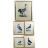 After Prideaux John Selby (1788-1867), 19th century, Five hand coloured ornithological / bird