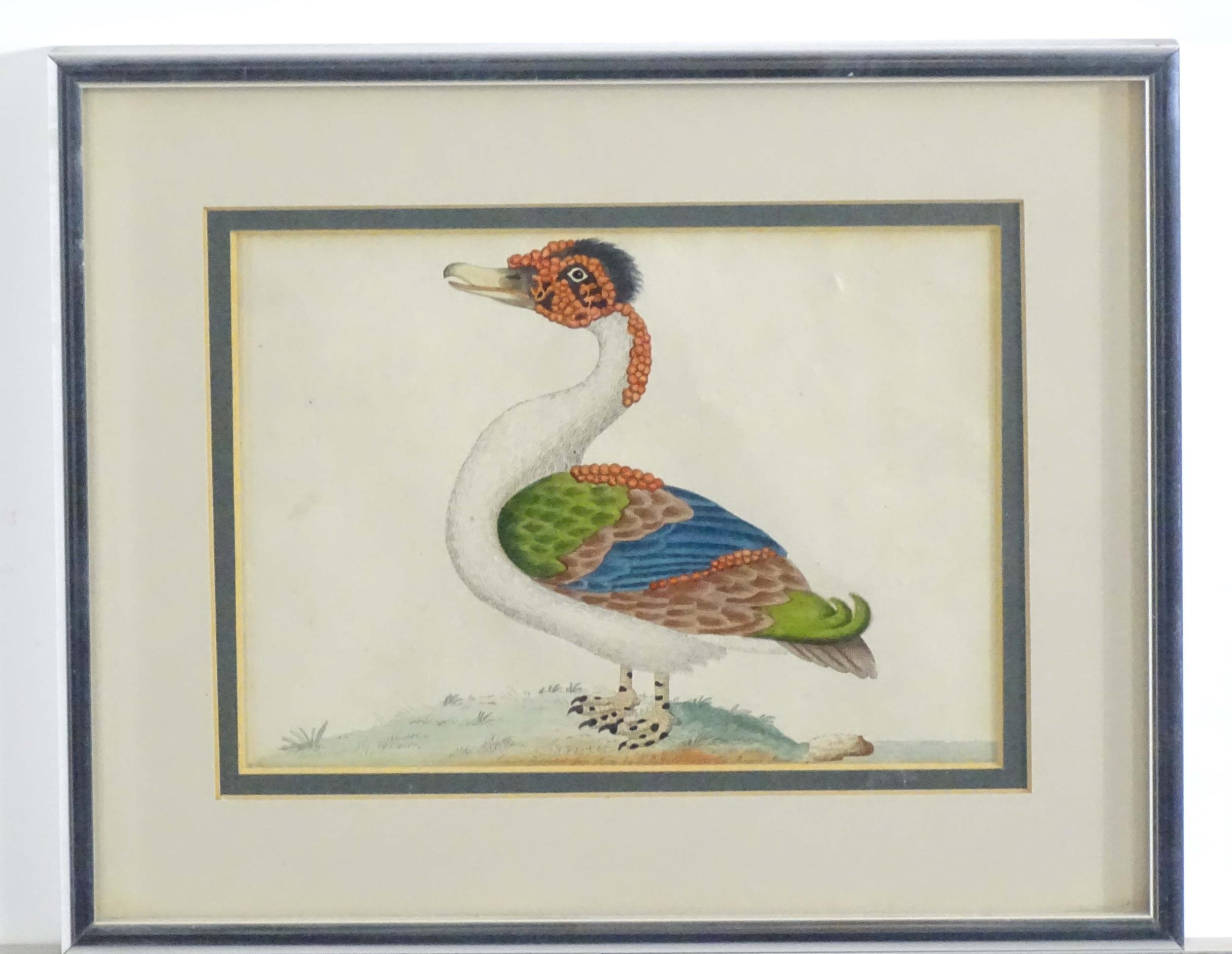 Late 18th / early 19th century, Hand coloured ornithological engravings, Merian duck, Ibis, and - Image 4 of 5