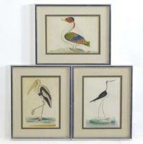 Late 18th / early 19th century, Hand coloured ornithological engravings, Merian duck, Ibis, and