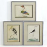 Late 18th / early 19th century, Hand coloured ornithological engravings, Merian duck, Ibis, and