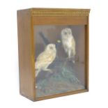 Taxidermy: a cased Victorian mount of a pair of Barn Owls, posed upon branches within a naturalistic