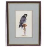 Stuart Sims, 20th century, Watercolour, A study of a Peregrine Falcon / bird of prey on a stand.