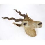 Taxidermy : an early to mid 20thC head and cape mount of a Blackbuck, Approx. 26" long, 11" wide,