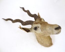 Taxidermy : an early to mid 20thC head and cape mount of a Blackbuck, Approx. 26" long, 11" wide,