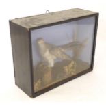 Taxidermy : a Victorian cased mount of a Cuckoo, posed upon a billet within a naturalistic setting