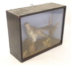 Taxidermy : a Victorian cased mount of a Cuckoo, posed upon a billet within a naturalistic setting
