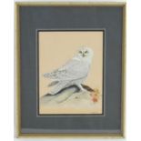P Quinlan, Watercolour and gouache, A study of a snowy owl. Signed lower right. Approx. 14 1/2" x 10