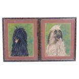 20th century, Pastel on paper, A pair of dog portraits depicting Afghan Hounds. Approx. 16 1/4" x