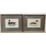 Two hand painted engravings depicting ducks comprising a Great Crested Grebe and a Tufted Duck (2)